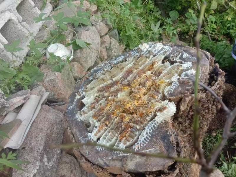 纯正东北野蜂蜜假一赔十。