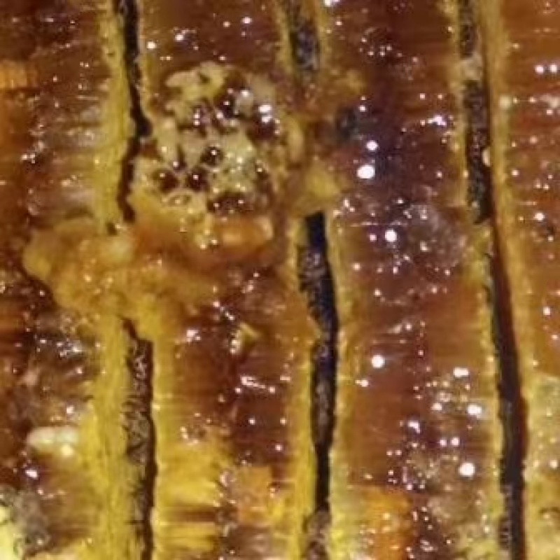 纯正东北野蜂蜜假一赔十。
