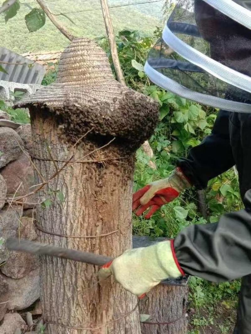 纯正东北野蜂蜜假一赔十。