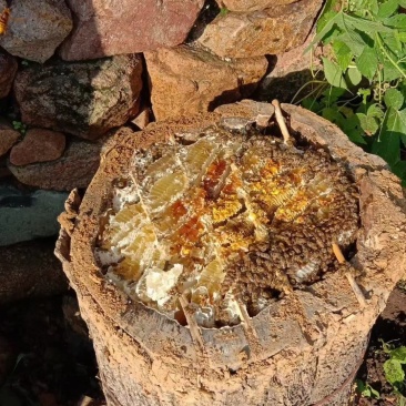 纯正东北野蜂蜜假一赔十。