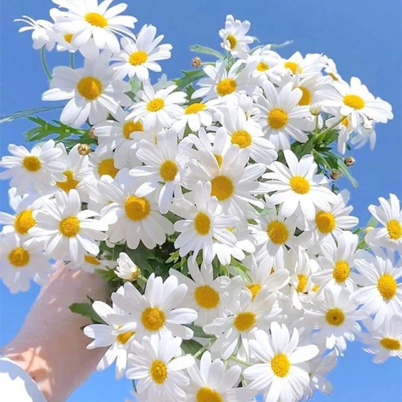 洋甘菊种子花海花草易种庭院室内阳台种盆栽花卉