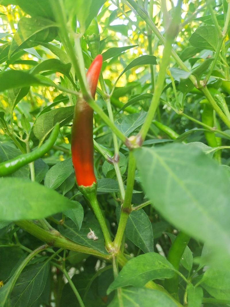 小米椒