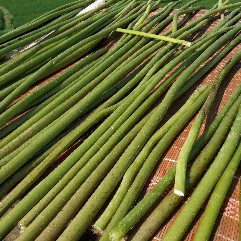 中药材荷梗荷花梗藕杆莲蓬杆荷叶梗荷梗干正品