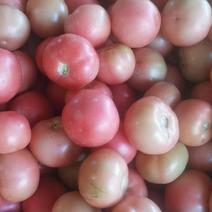 陆地西红柿二茬果，质量好，价格低
