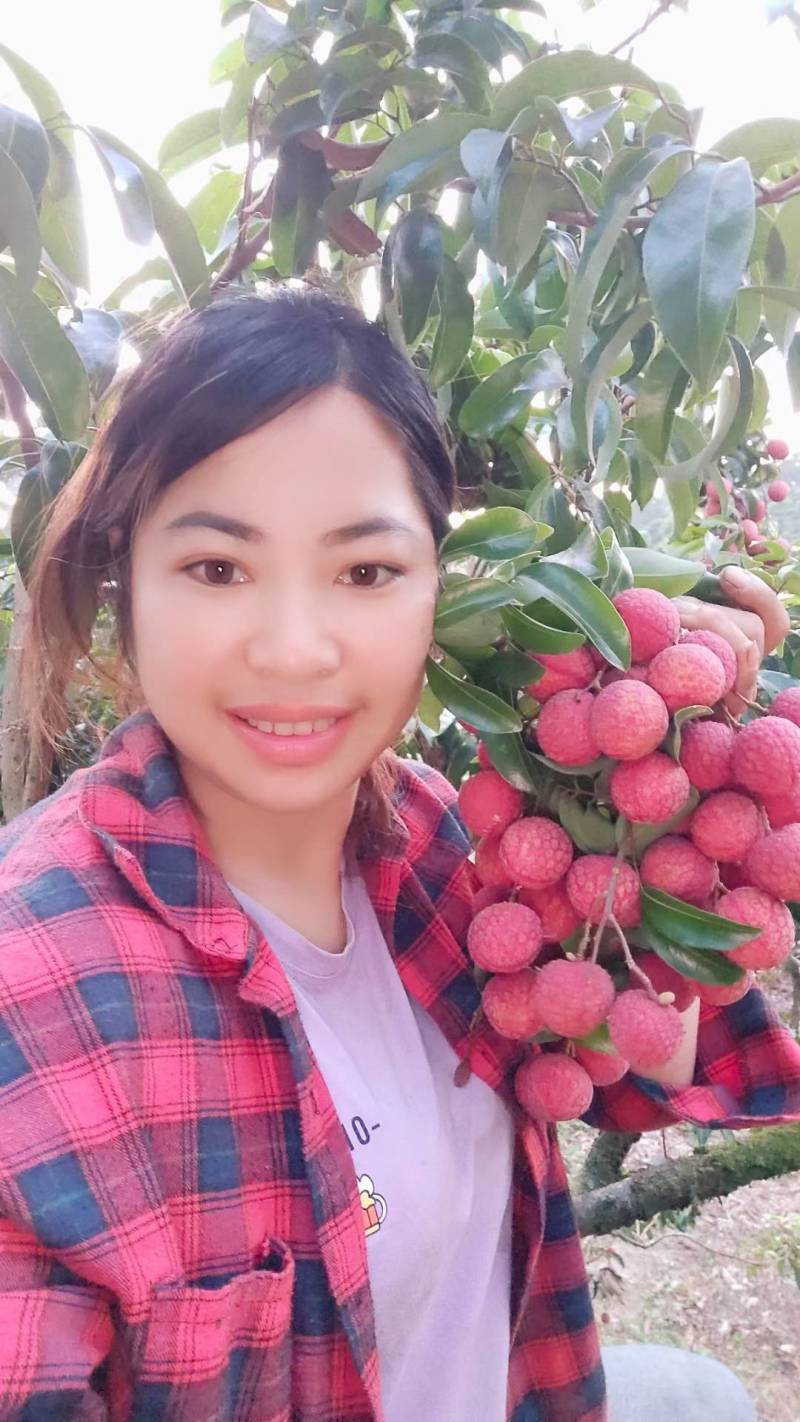 麻垌荔枝六月红荔枝情人荔大量上市【产地代办代发】货好价低