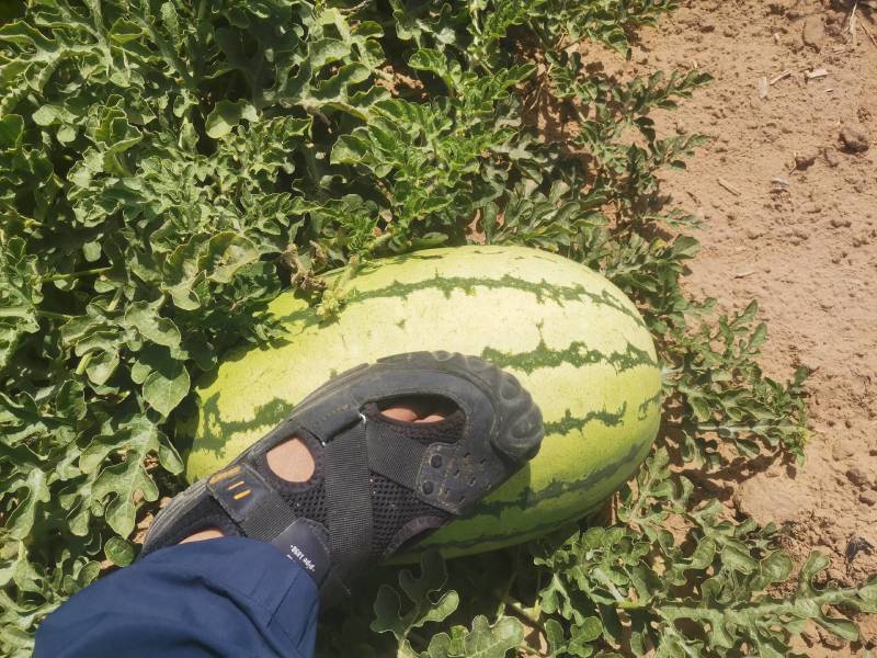 呼和浩特市金华西瓜已经开园