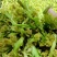 脱水有机花菜干花菜品质保证诚信经营一手货源欢迎采购