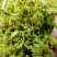 脱水有机花菜干花菜品质保证诚信经营一手货源欢迎采购