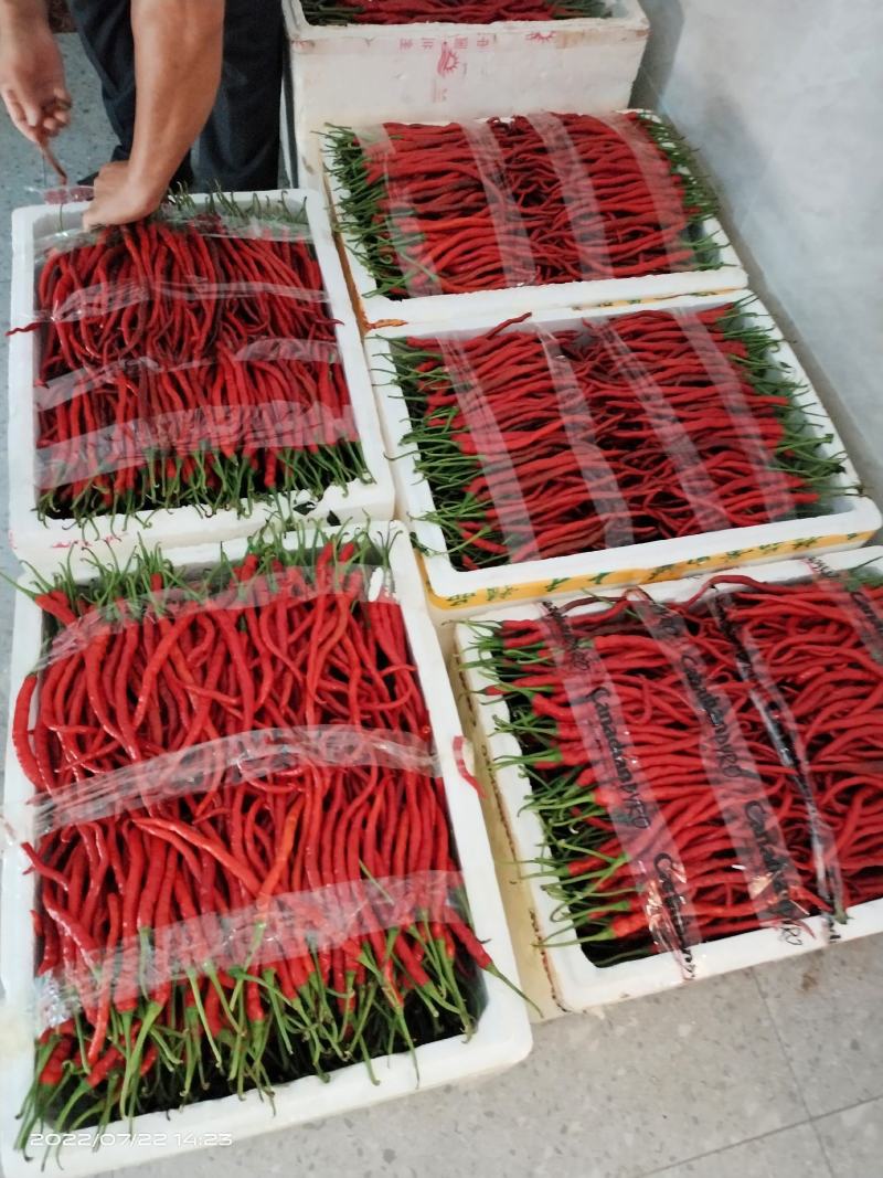 鸡肠子辣椒浏阳特有精品鸡肠子红线椒口感清香可口皮薄