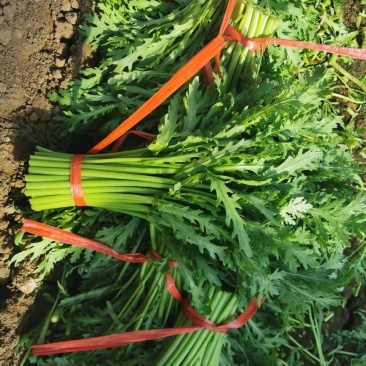 茼蒿沽源精品茼蒿菜，基地直发，大量现货