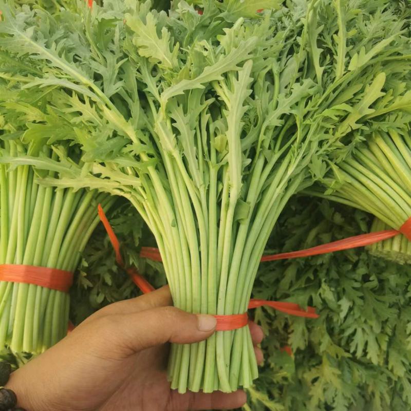 茼蒿沽源精品茼蒿菜，基地直发，大量现货
