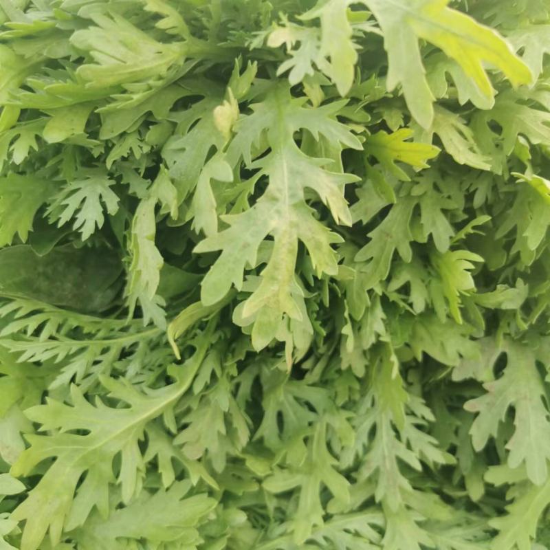 茼蒿沽源精品茼蒿菜，基地直发，大量现货