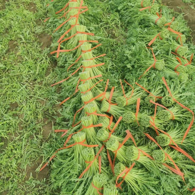 茼蒿沽源精品茼蒿菜，基地直发，大量现货