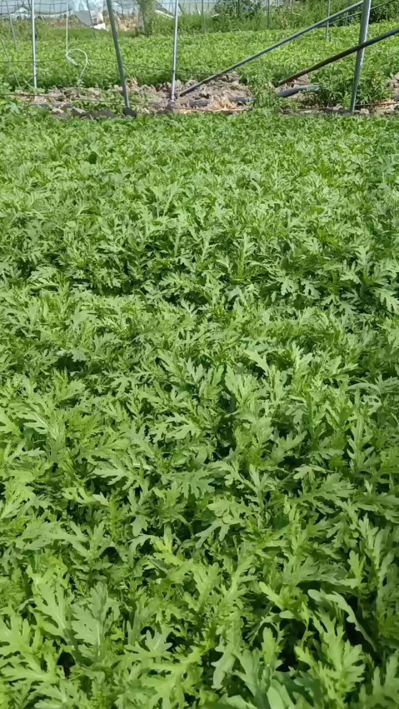 茼蒿沽源精品茼蒿菜，基地直发，大量现货