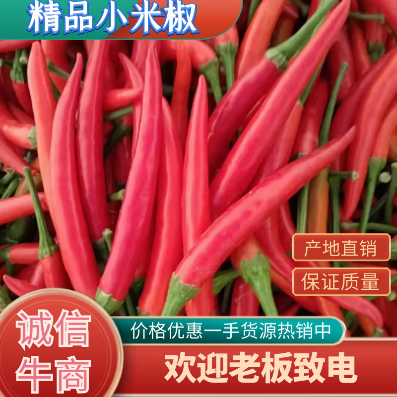 产地河南精品小米椒一手货源全国直发代发，保质保量