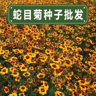 耐寒蛇目菊种子昆仑雪菊天山雪菊花种子盆栽庭院花卉种子