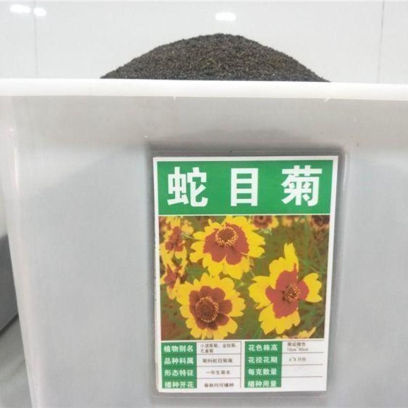 耐寒蛇目菊种子昆仑雪菊天山雪菊花种子盆栽庭院花卉种子
