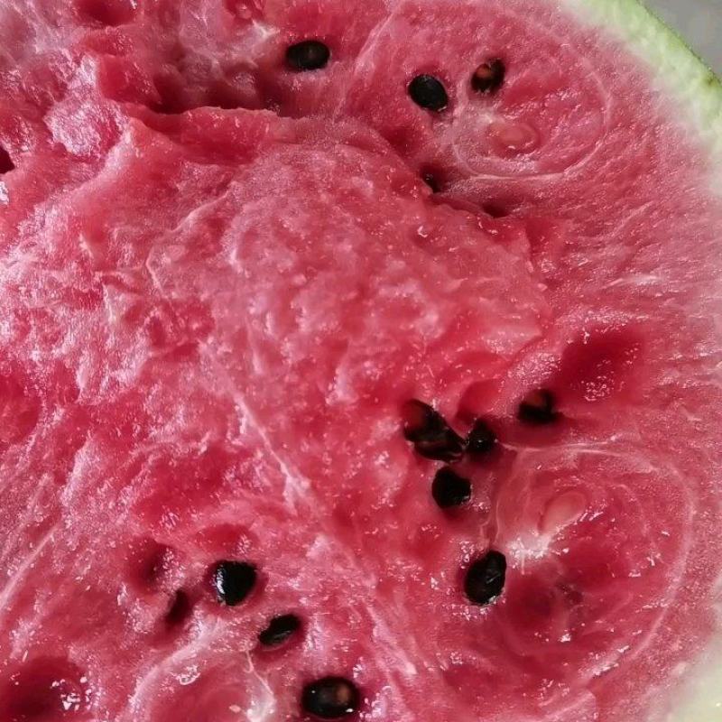 慈溪海地西瓜
