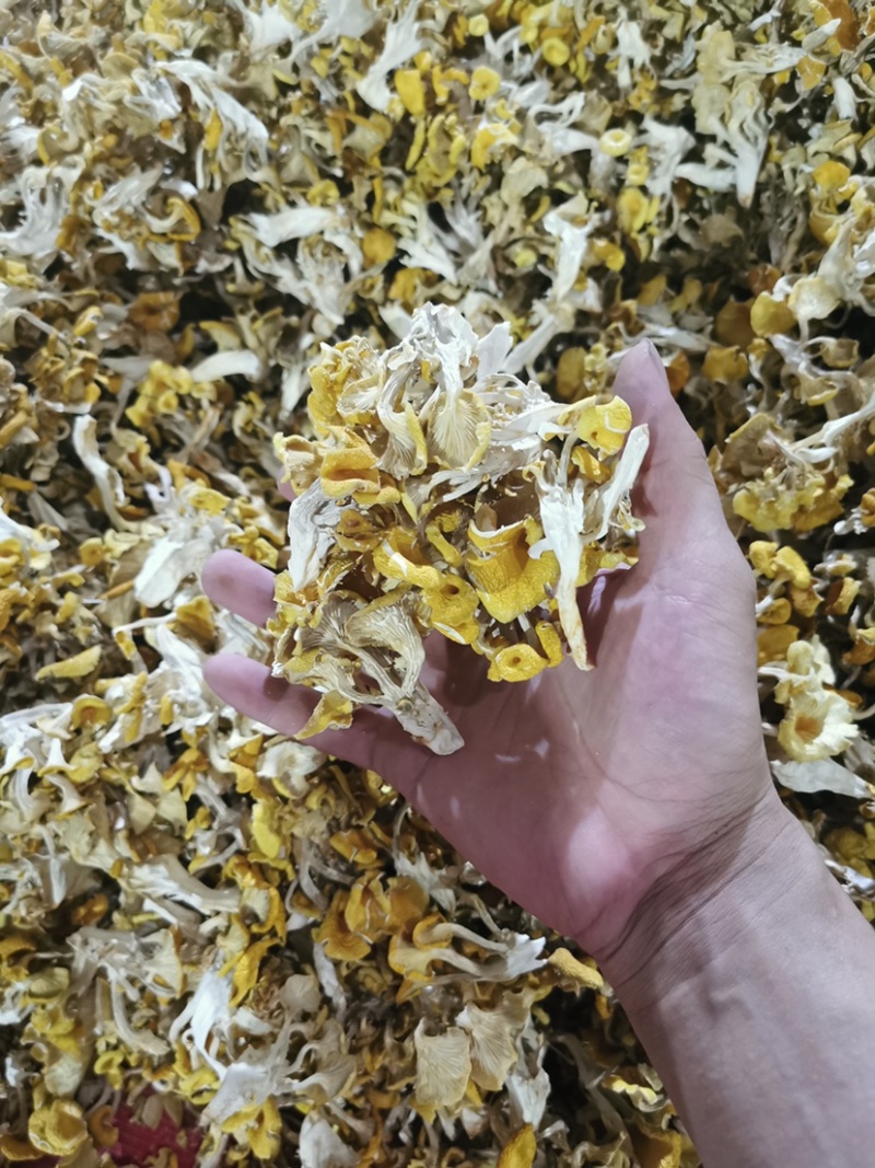鸡油菌干货云南特产无熏硫煲汤食材黄金食用菌农家食用菌批发