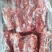 出售乳牛肉，前腿肉，后腿肉，牛排，脊骨，前腿，棒骨，欢迎