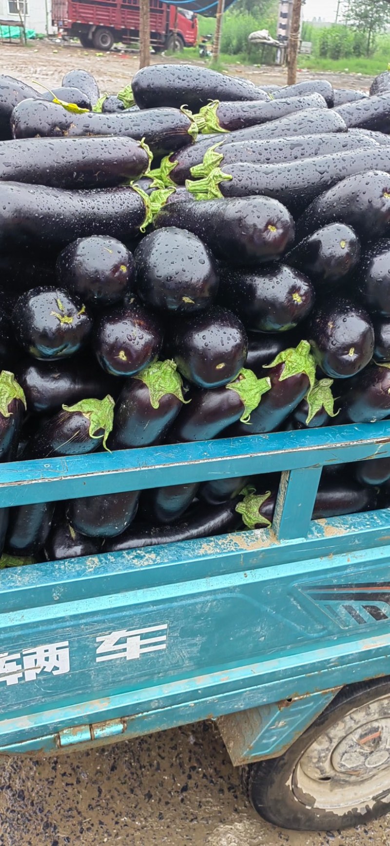 烧烤长茄紫长茄大量上市产地一手货源，价格优惠，电联