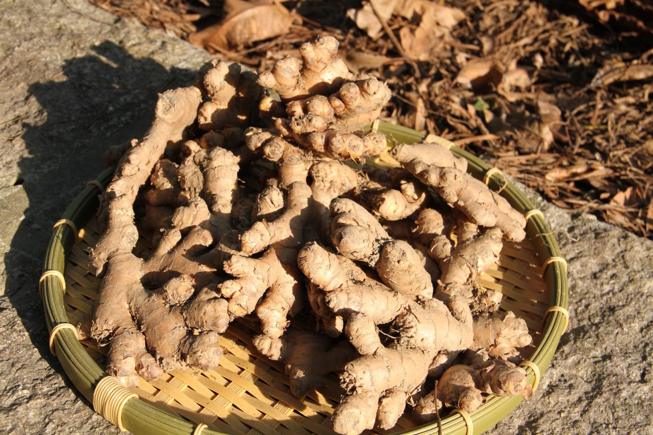 清洗后的新鲜老姜特写