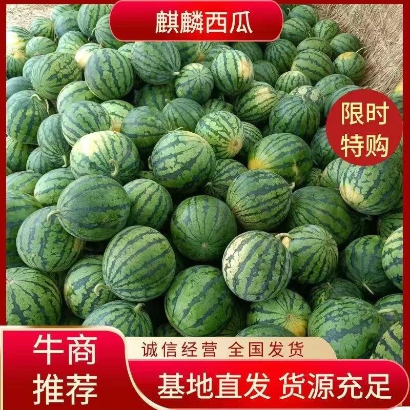 大量8424麒麟瓜上市，个型好，保质保量，欢迎致电