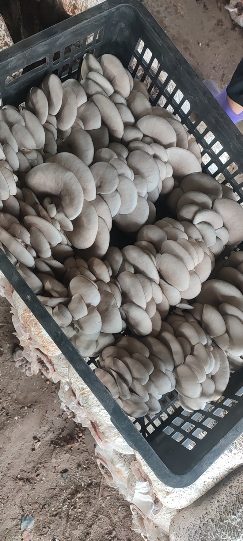 贵州省优质反季节黑平菇大量上市！欢迎大家前来咨询