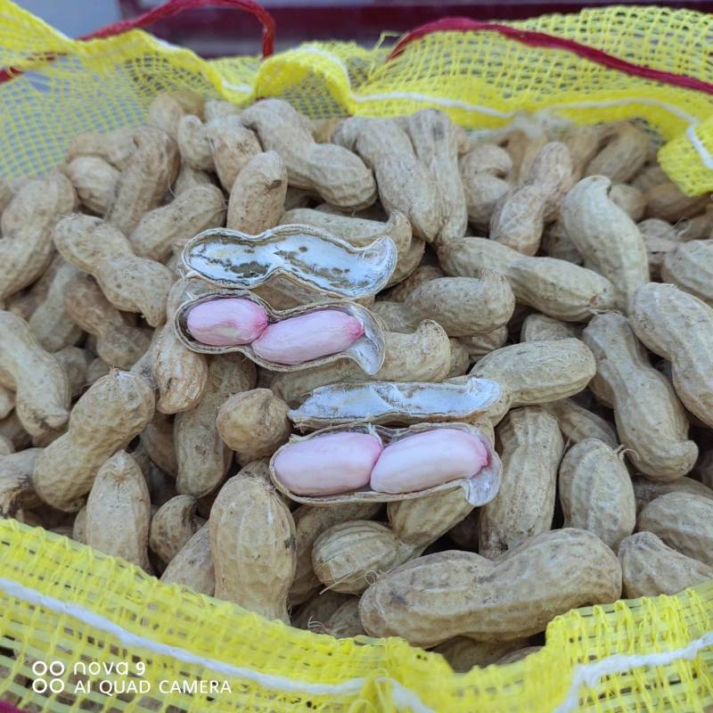 江苏宿迁鲜花生！小白沙大量供应电商超市档口
