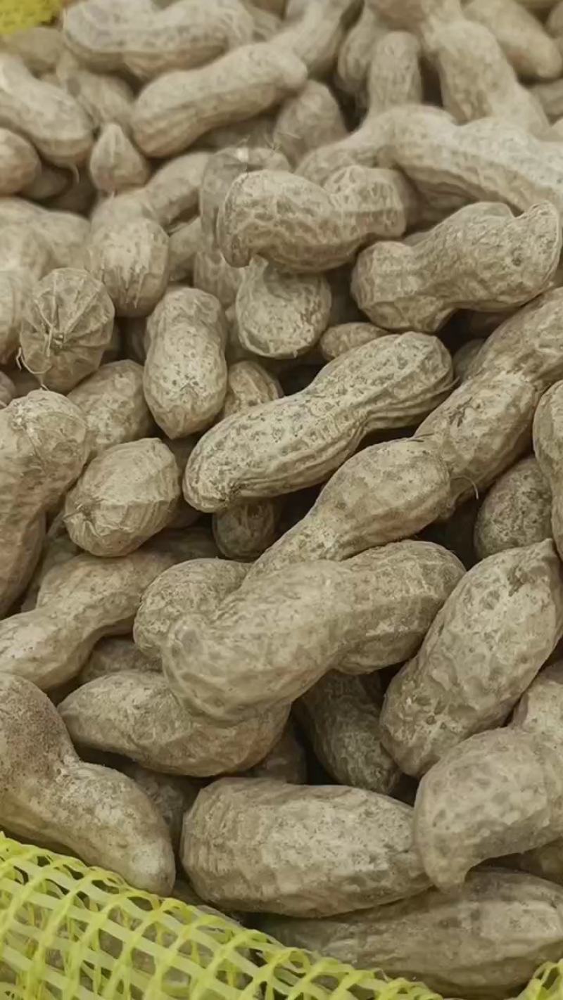 河南开封祥符区，新鲜花生大量上市了，欢迎联系采购