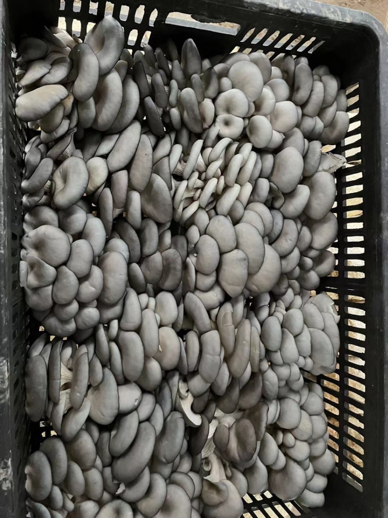 贵州省优质反季节黑平菇大量上市！欢迎大家前来咨询