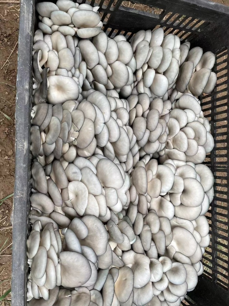 贵州省优质反季节黑平菇大量上市！欢迎大家前来咨询