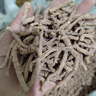 远志，远志筒，全抽芯远志，统货远志，无硫