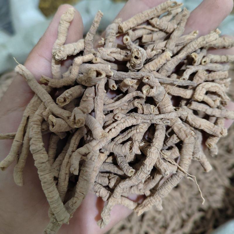 远志，远志筒，全抽芯远志，统货远志，无硫