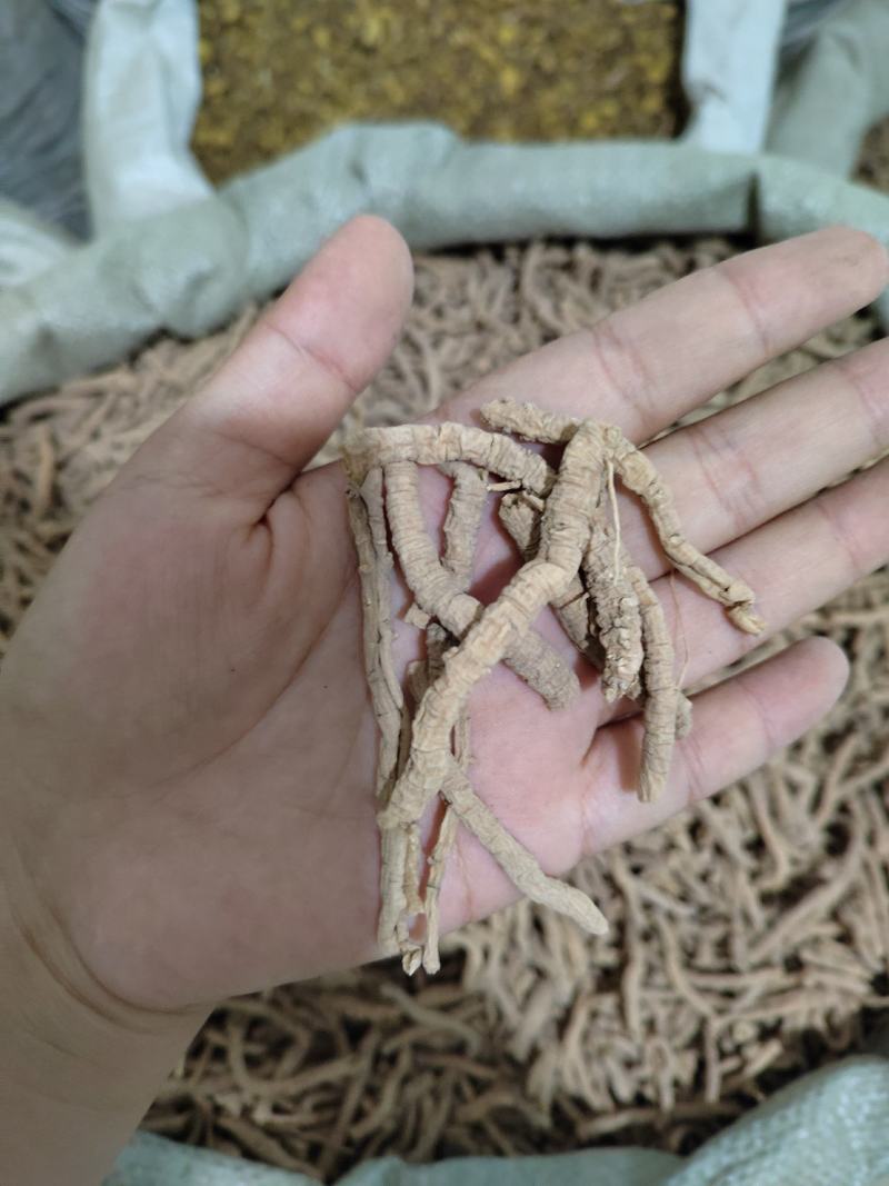 远志，远志筒，全抽芯远志，统货远志，无硫