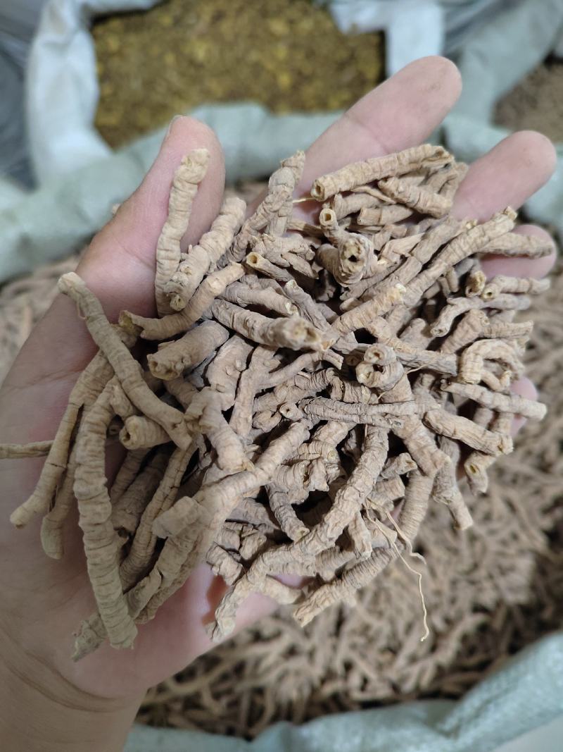 远志，远志筒，全抽芯远志，统货远志，无硫