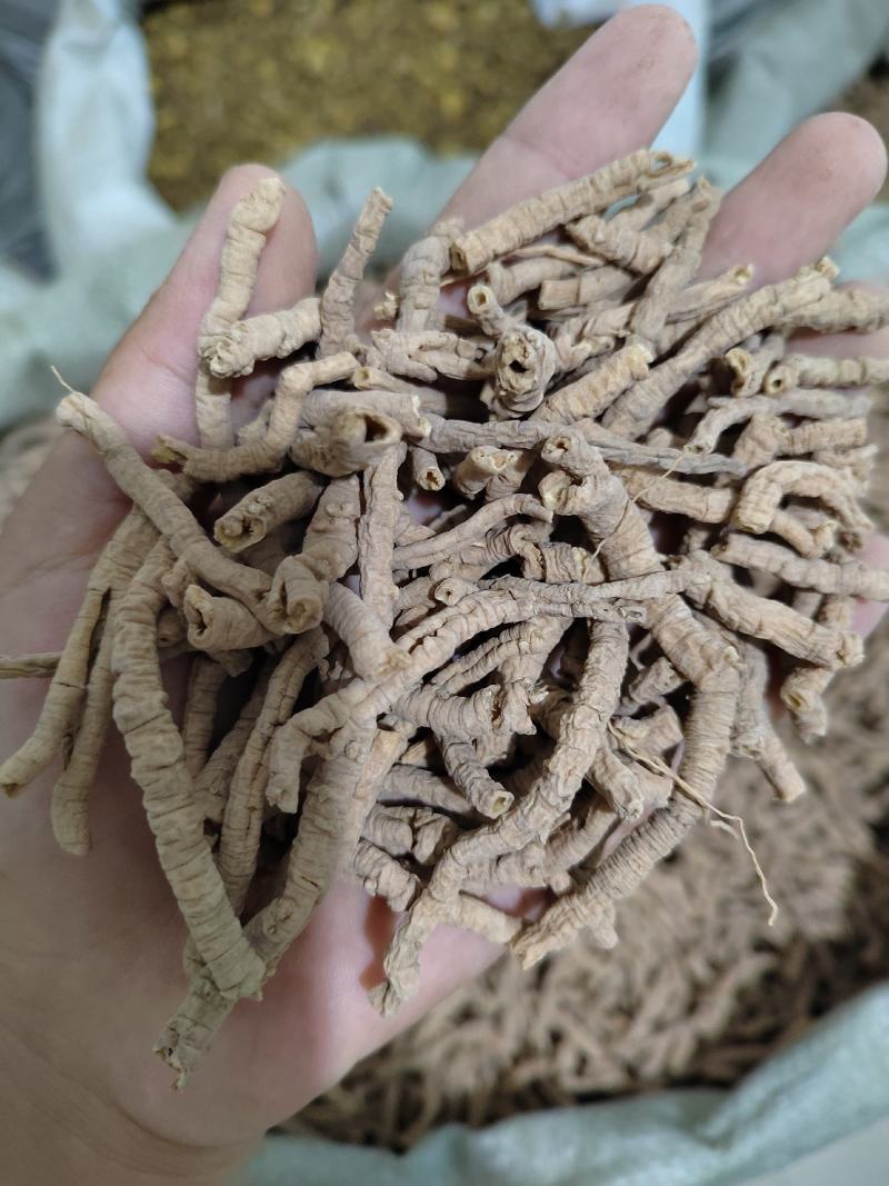远志，远志筒，全抽芯远志，统货远志，无硫