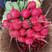神禾樱桃萝卜种子小红水果萝卜种籽四季播蔬蔬菜种孑阳台盆栽