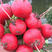 神禾樱桃萝卜种子小红水果萝卜种籽四季播蔬蔬菜种孑阳台盆栽