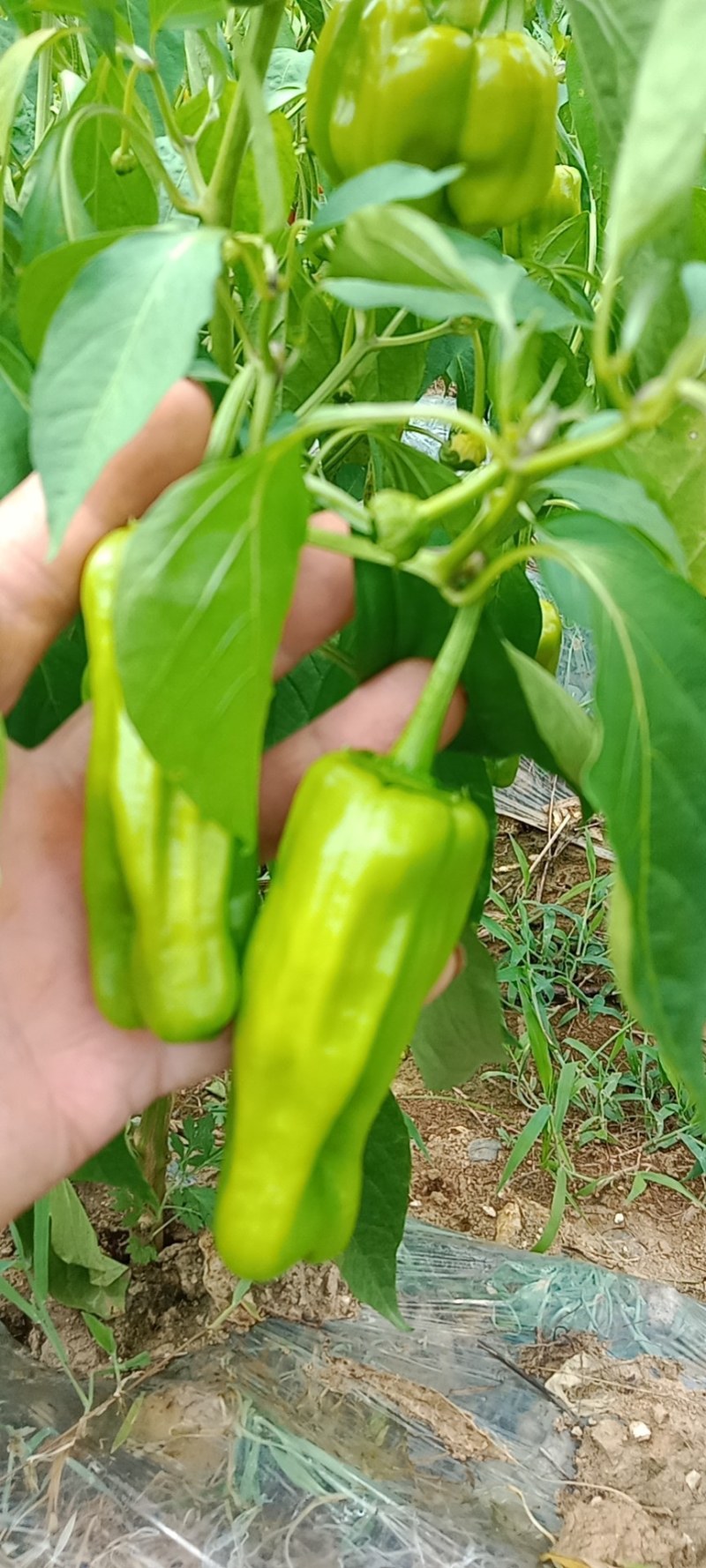 薄皮菜椒中上期，价格实惠