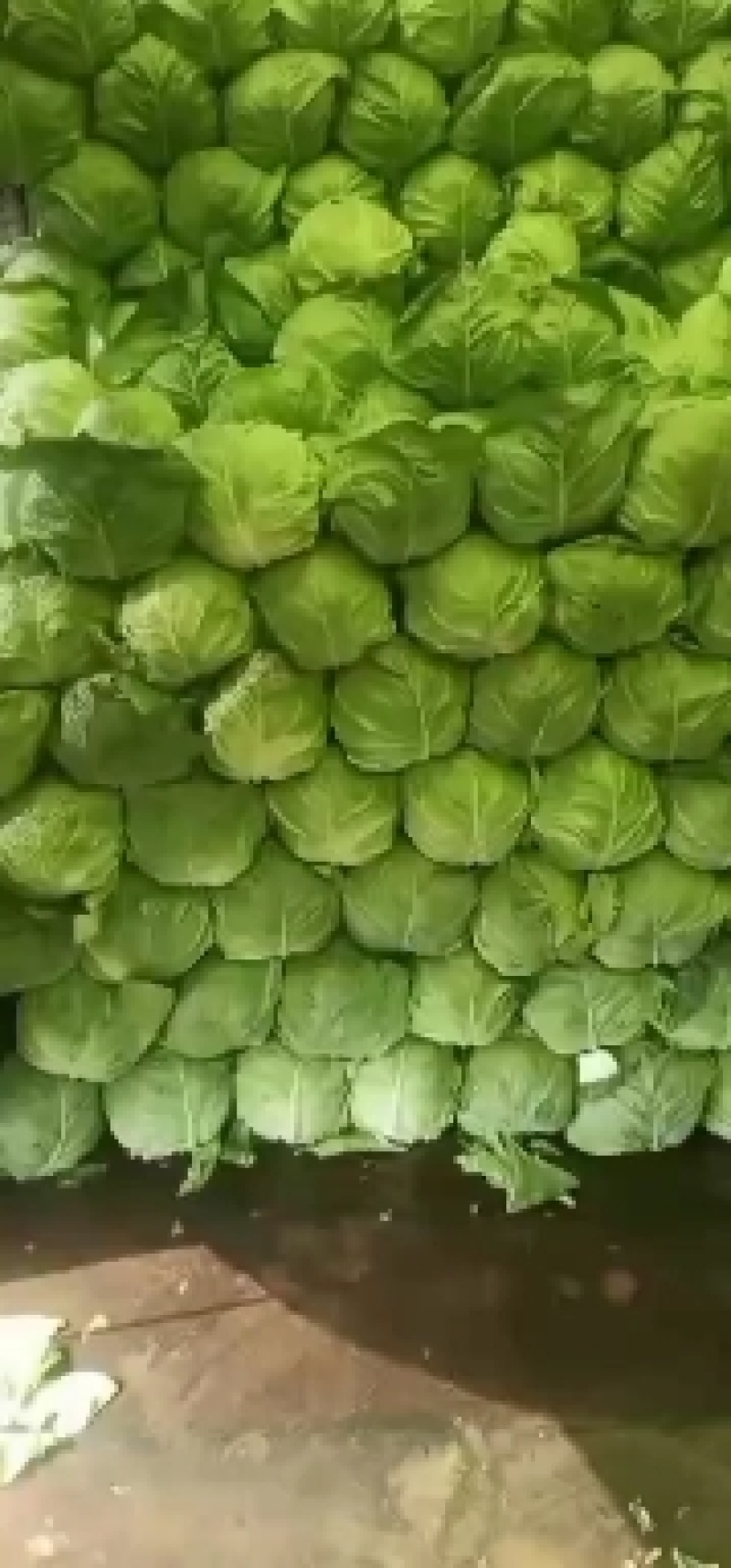 张北甘蓝大量上市中！