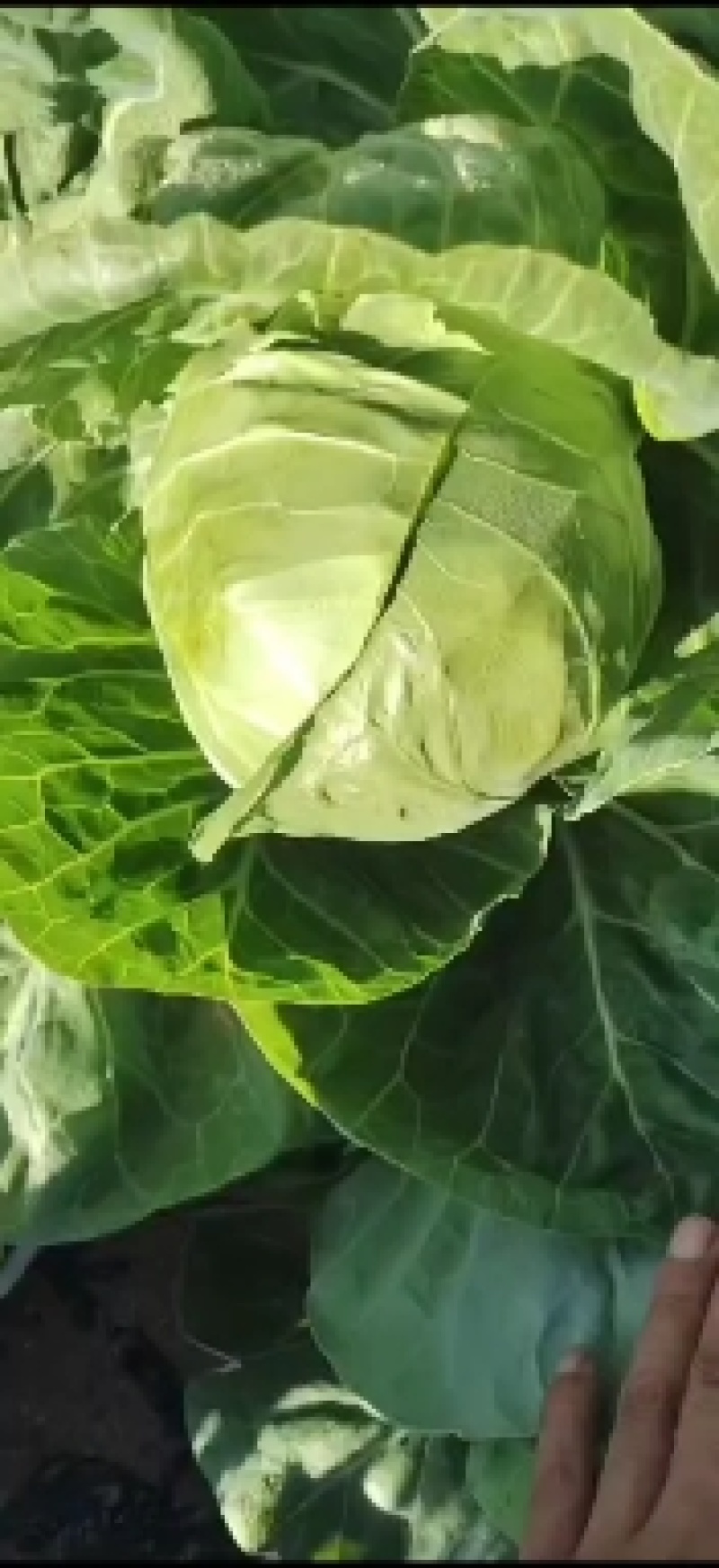 张北甘蓝大量上市中！