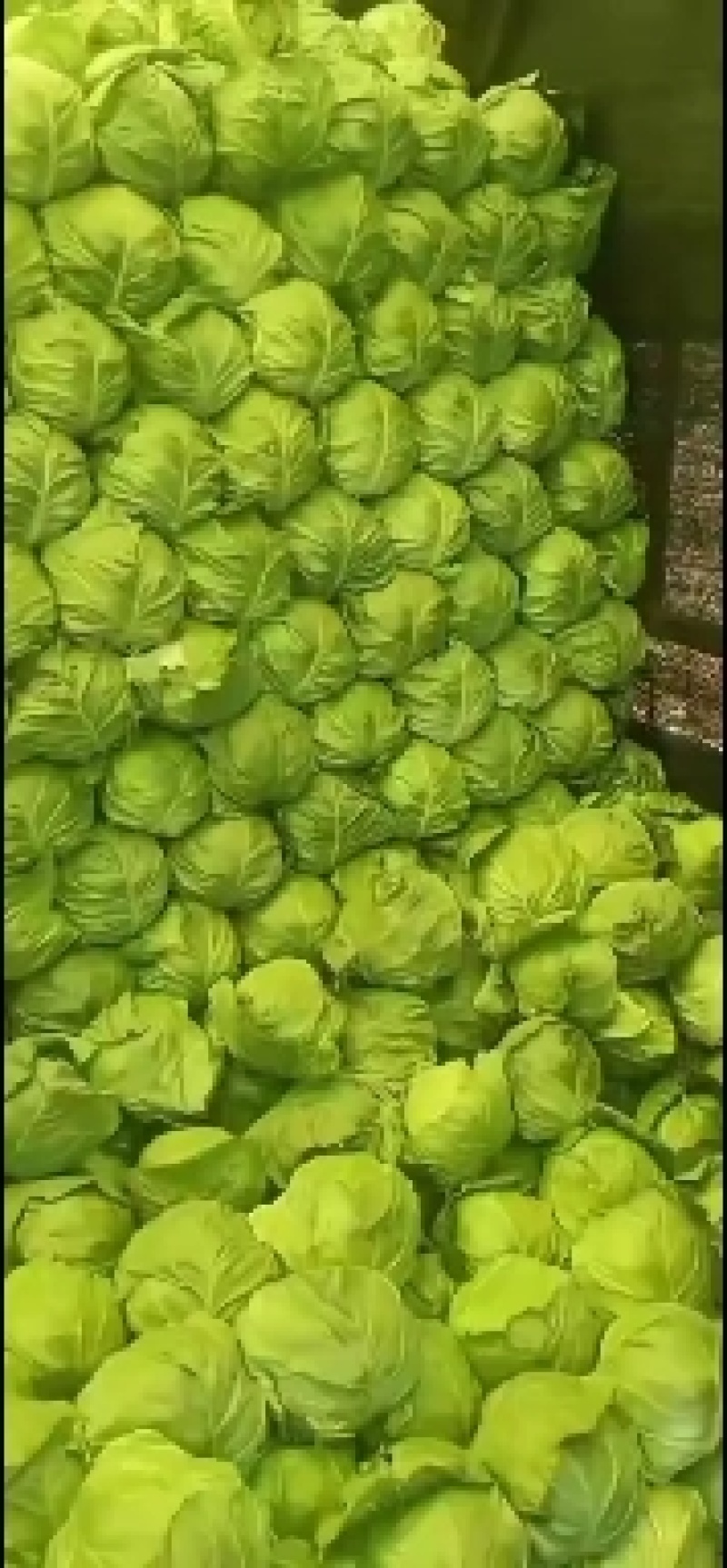 张北甘蓝大量上市中！