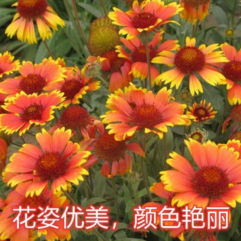 天人菊种子四季种阳台庭院盆栽花卉种籽多年生容易种植好成活