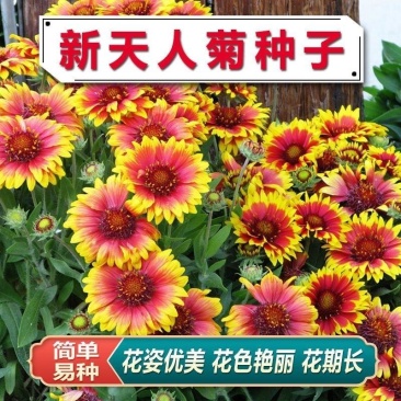 天人菊种子四季种阳台庭院盆栽花卉种籽多年生容易种植好成活
