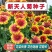 天人菊种子四季种阳台庭院盆栽花卉种籽多年生容易种植好成活