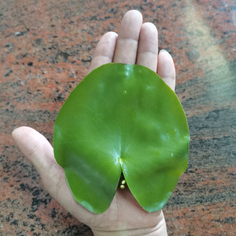 一叶莲