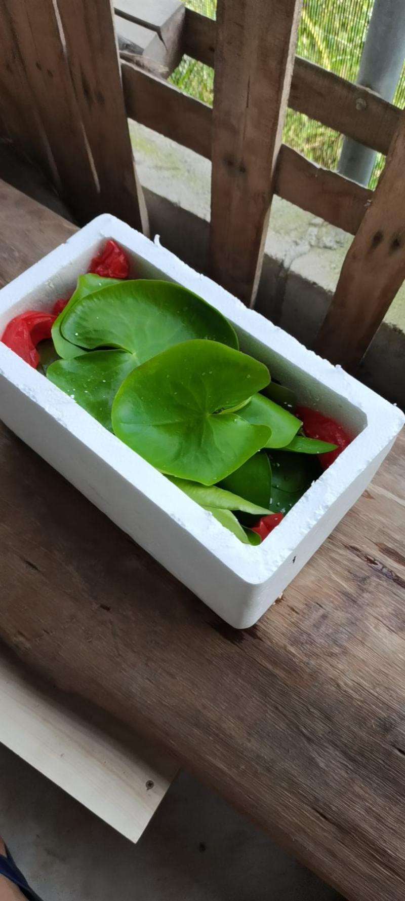 一叶莲