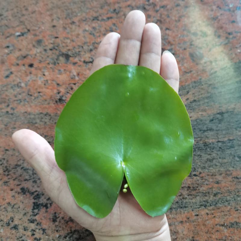 一叶莲