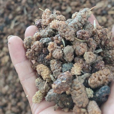 精品桑葚干药用也可以食用